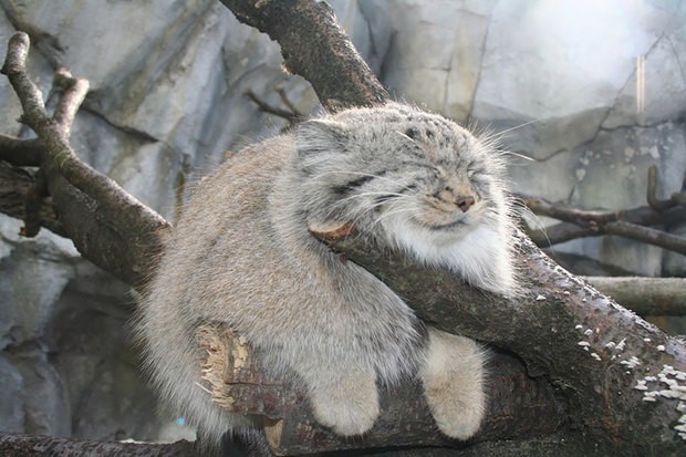 大貓,貓科動物