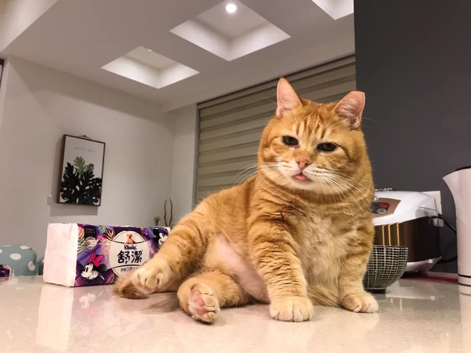 橘貓,貓咪