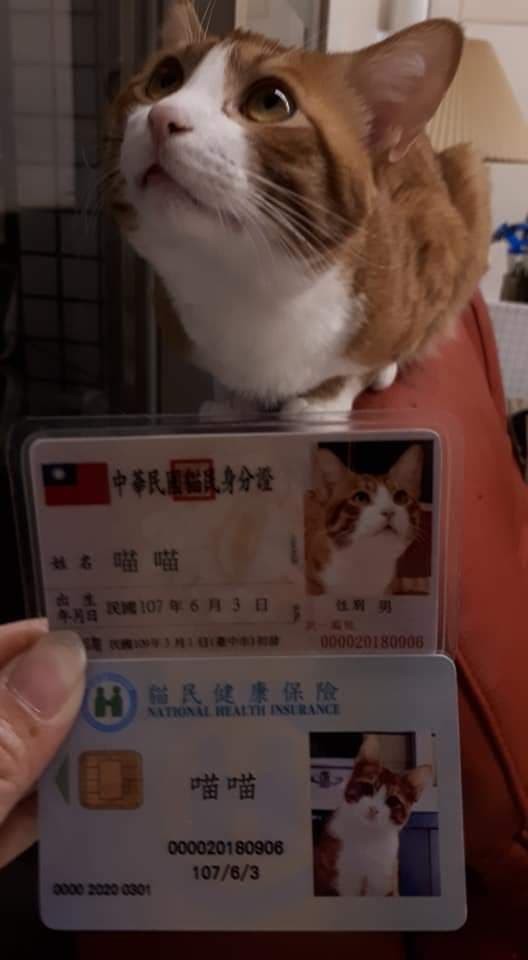貓咪身分證