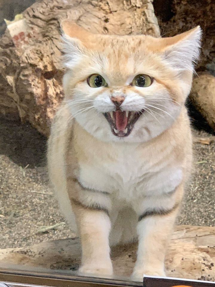 大貓,貓科動物
