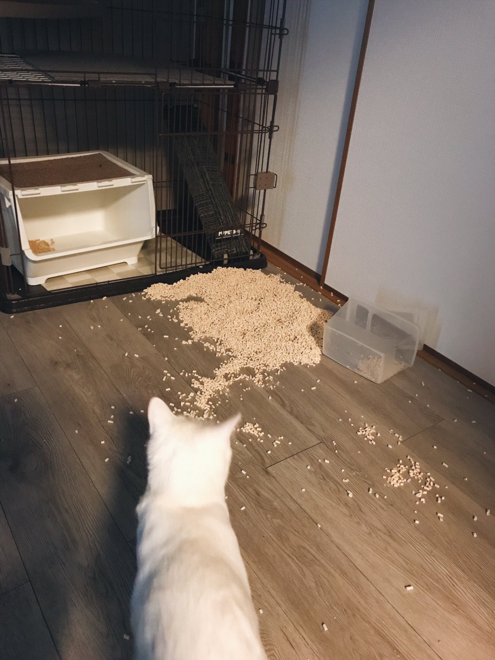 日本推特熱文,貓咪