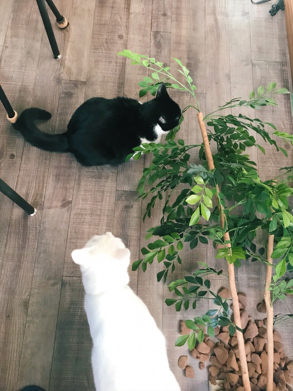 日本推特熱文,貓咪