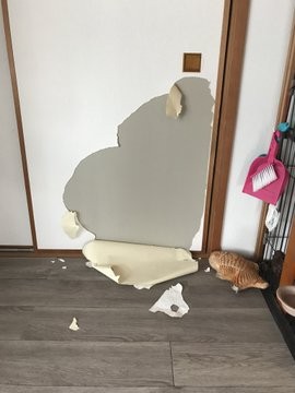 日本推特熱文,貓咪