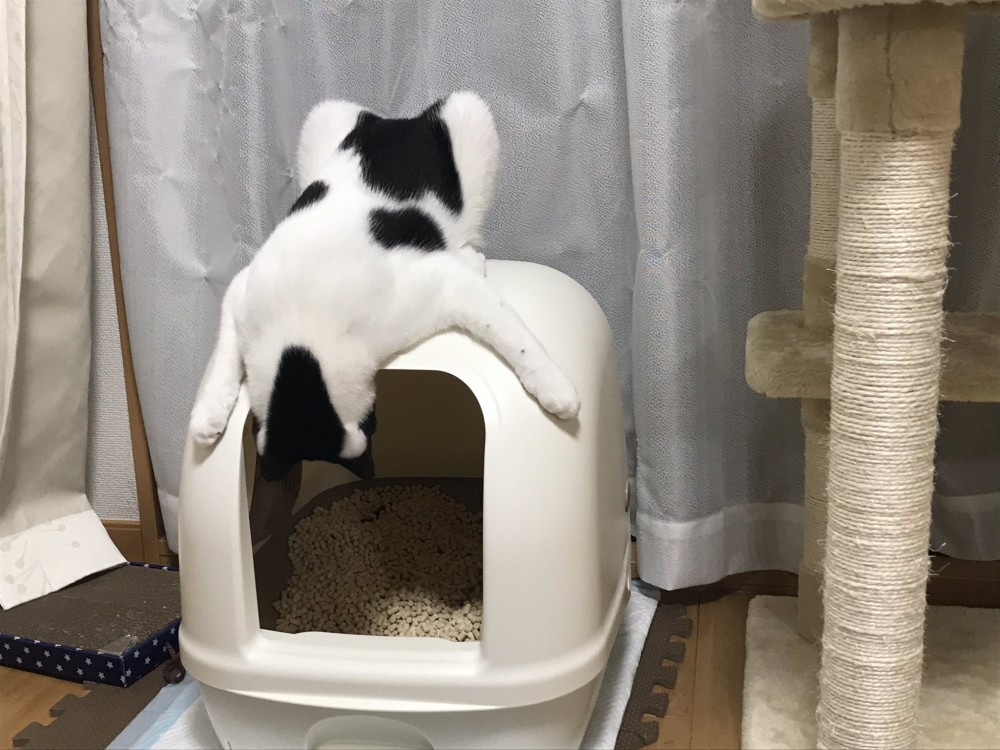 日本,推特熱文,貓咪