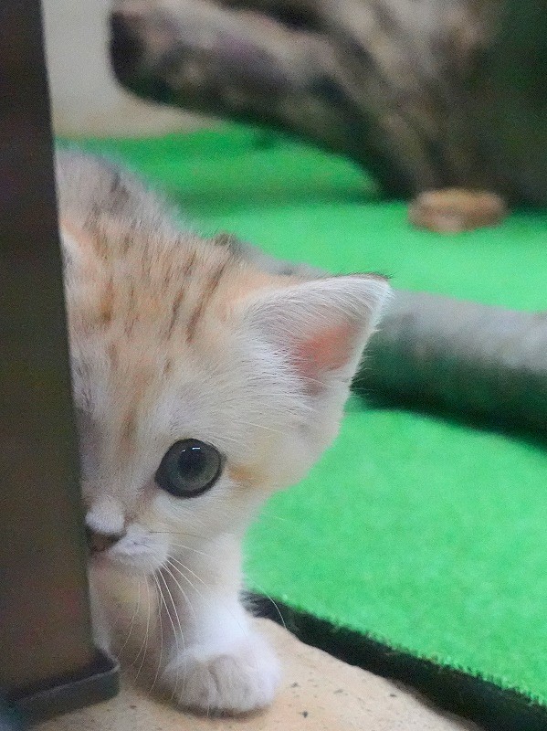 那須動物園