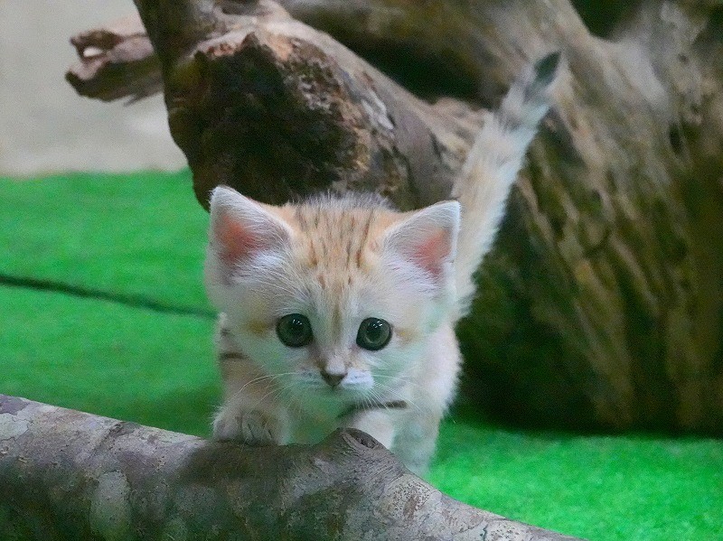 那須動物園