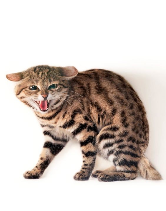 大貓,貓科動物