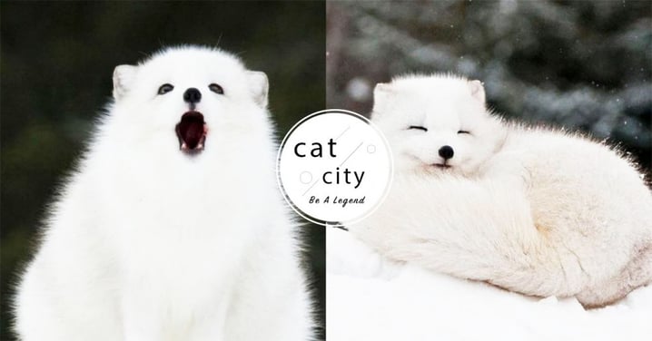 超夢幻極地精靈！雪地裡的「北極狐」看一眼就被迷住，瞇眼笑顏超可愛！