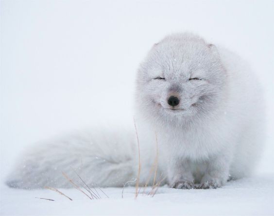 超夢幻極地精靈！雪地裡的「北極狐」看一眼就被迷住，瞇眼笑顏超可愛！