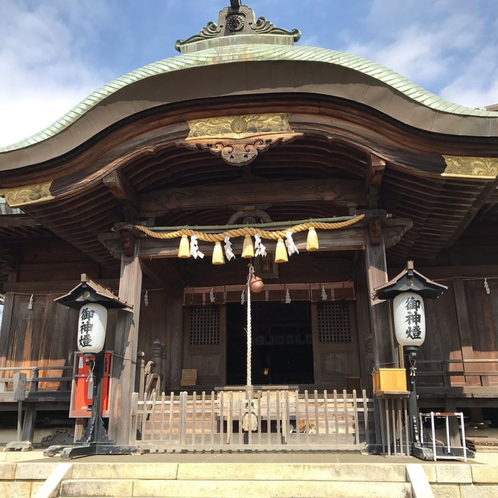 日本三條神社,小不點,三花貓