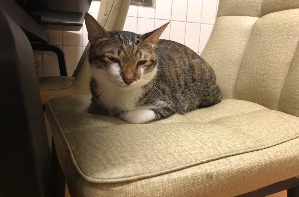 網友Cow Haha授權