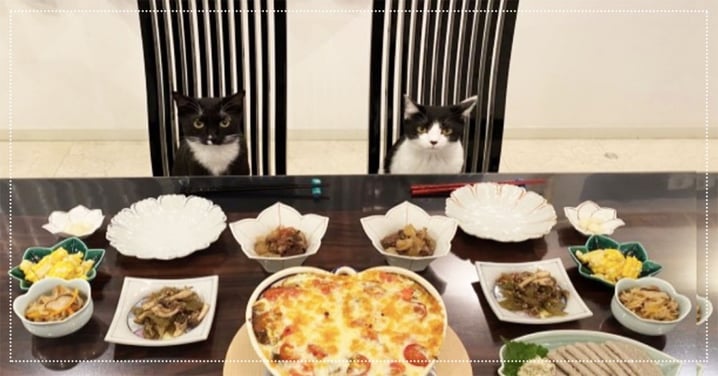 晚餐準備好囉！奴才回頭超傻眼，兩隻貓貓坐定位：「我們的飯呢？！」