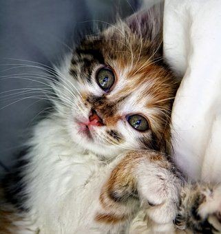 Pinterest