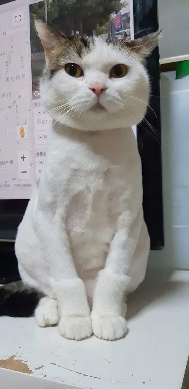 健美先生搬家公司授權