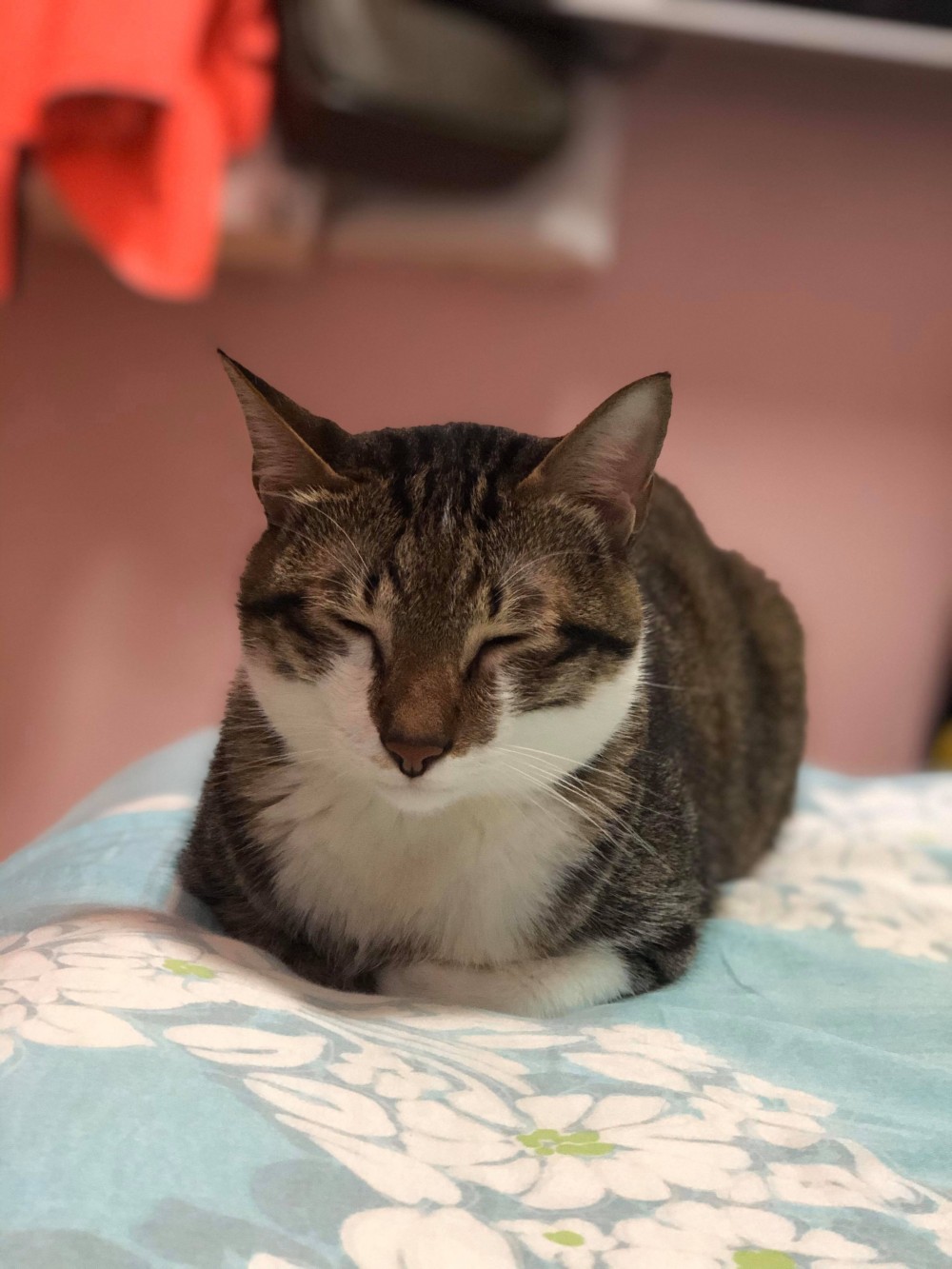 網友Cow Haha授權