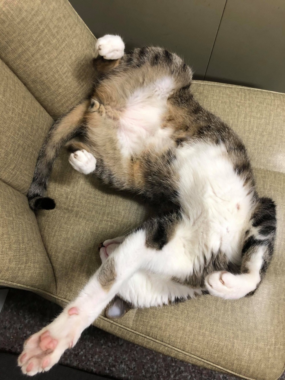 網友Cow Haha授權