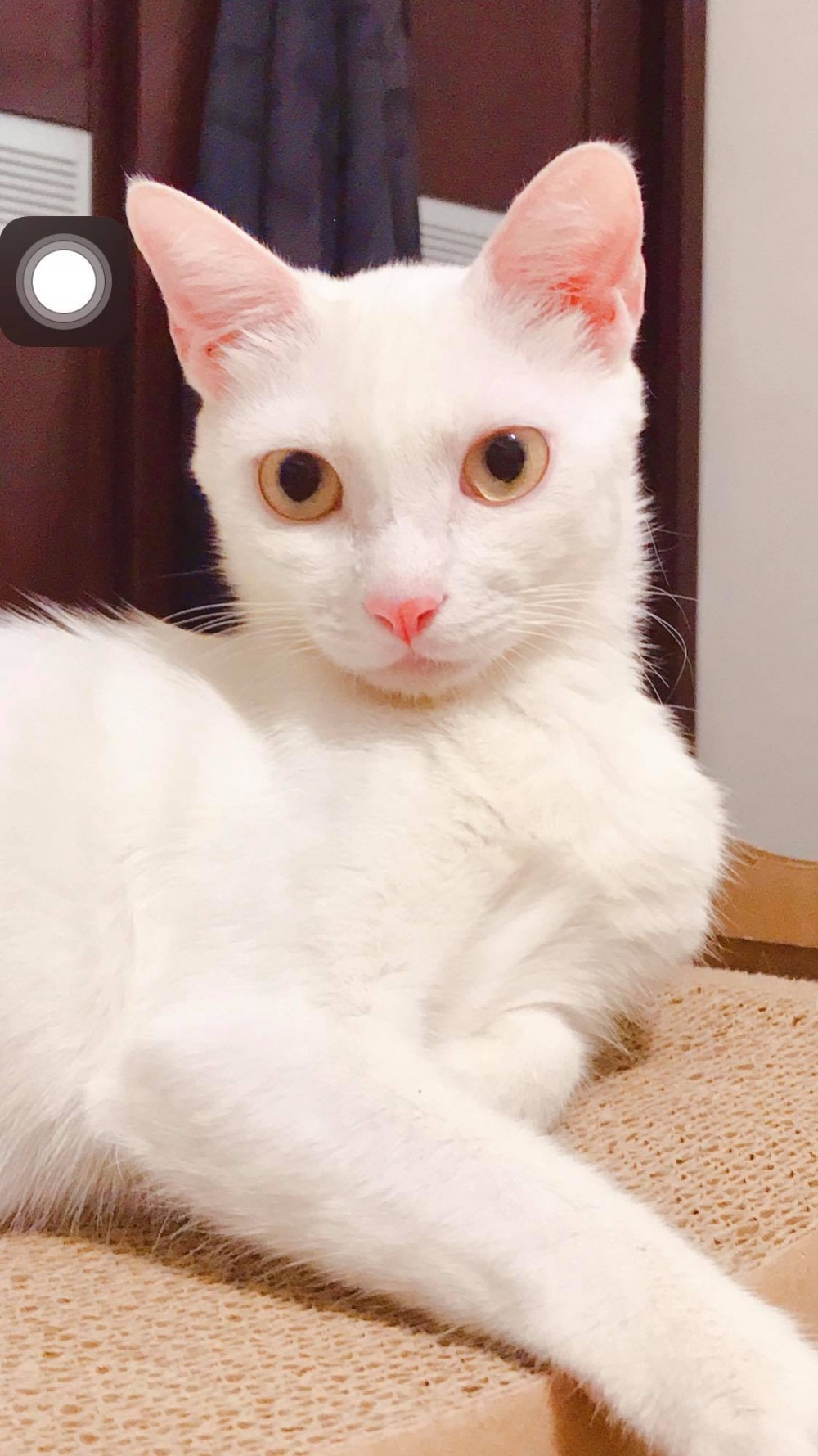 網友Gloria Wu提供