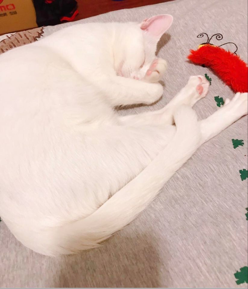 網友Gloria Wu提供