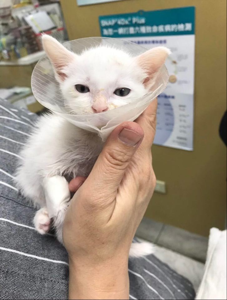 網友Gloria Wu提供