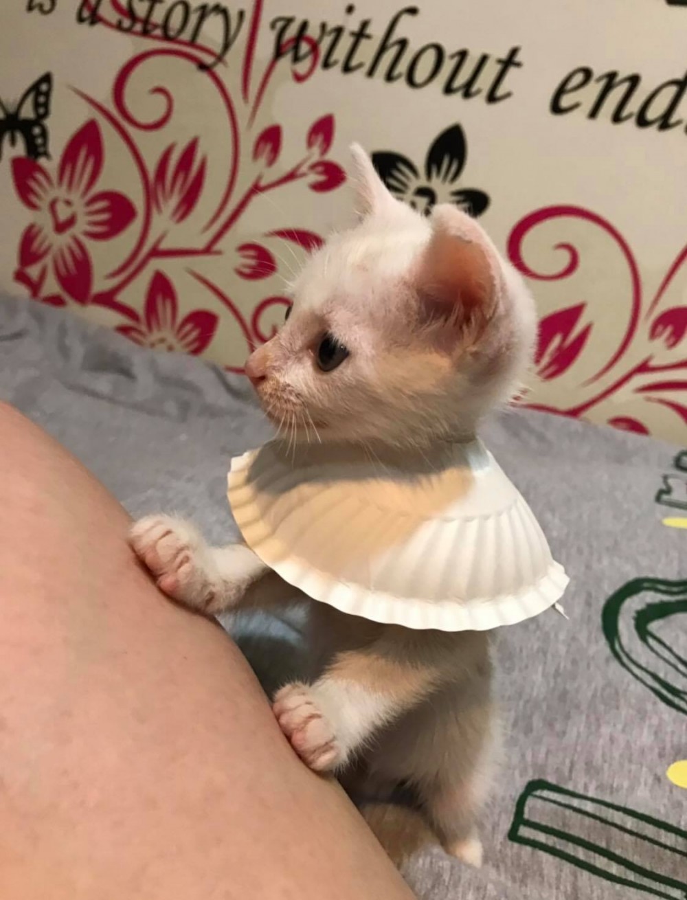 網友Gloria Wu提供