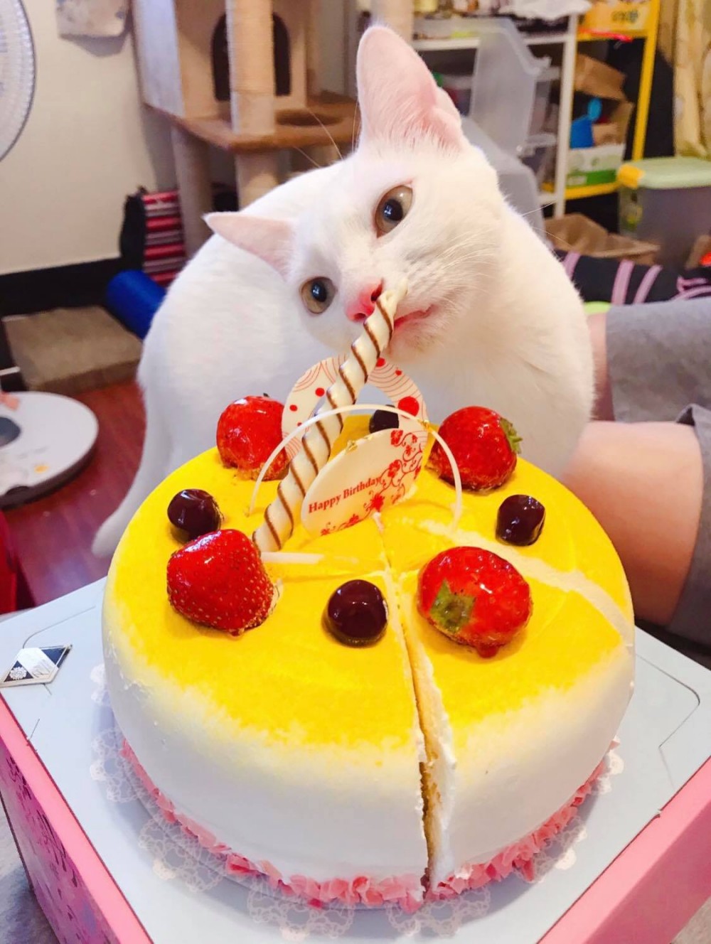 網友Gloria Wu提供