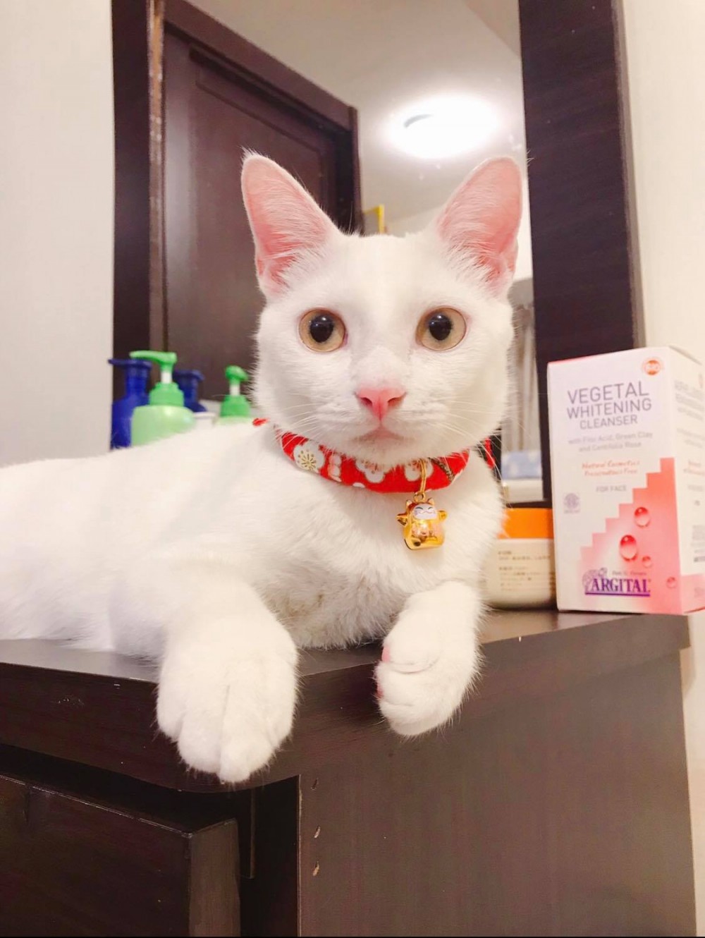 網友Gloria Wu提供