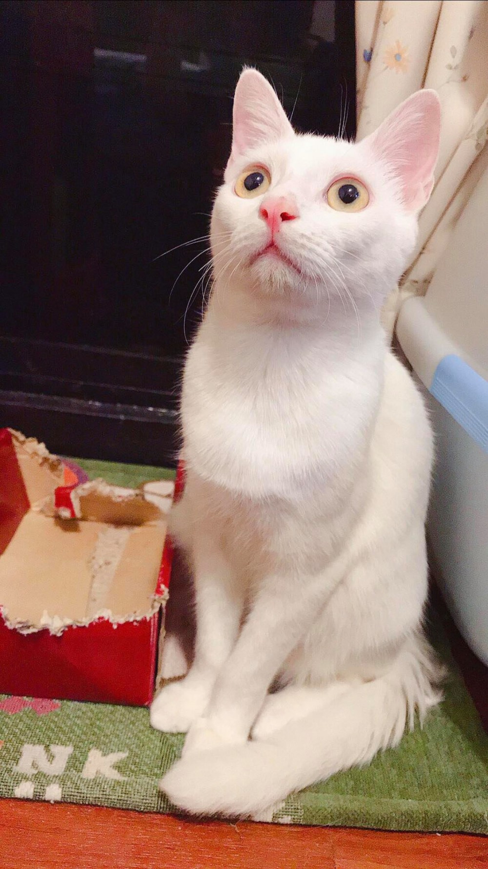 網友Gloria Wu提供