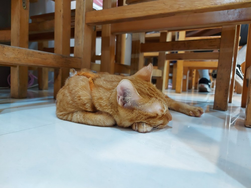 網友黃森源提供