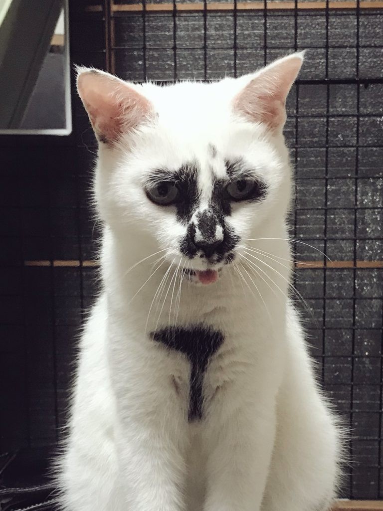 twitter/@muddycat_atami