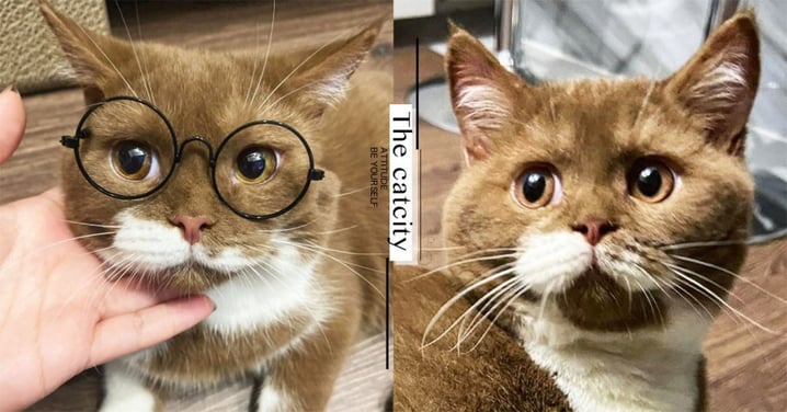 英短貓「奶油鬍子」超吸睛，獨特巧克力色萌翻　網喊：「眼鏡好帥」
