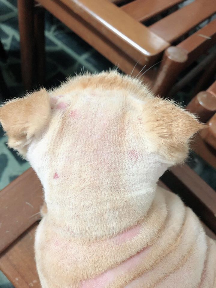 FB網友林佳毛提供