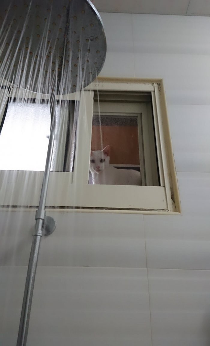 IG/0.7_sevencats