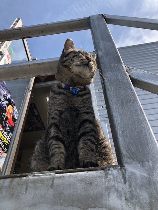 twitter/oslcats