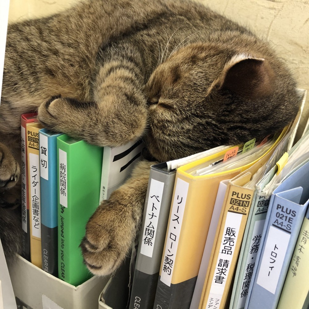 twitter/oslcats