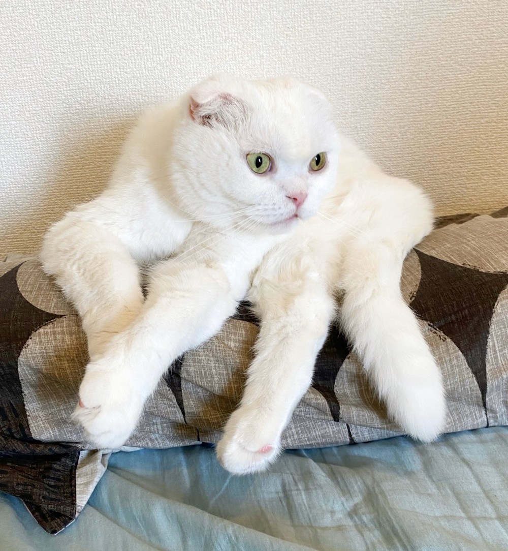 twitter/s_sekko