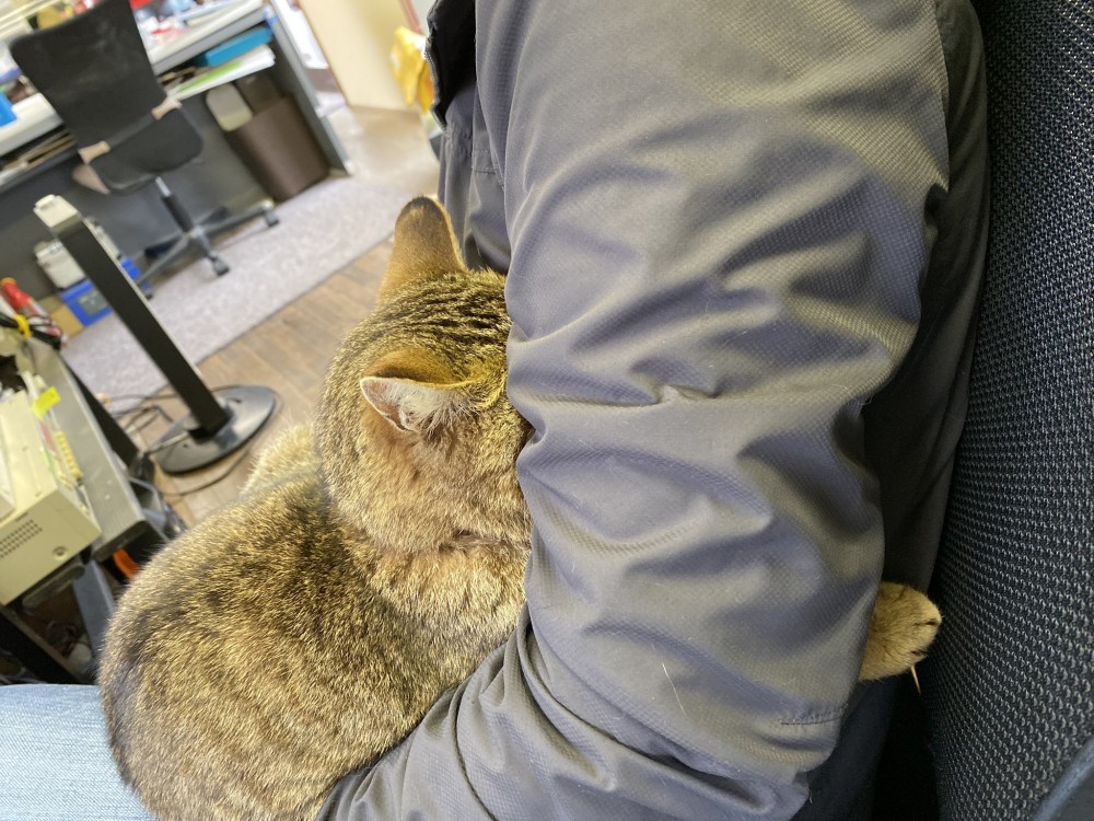 twitter/oslcats