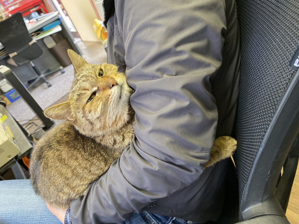 twitter/oslcats