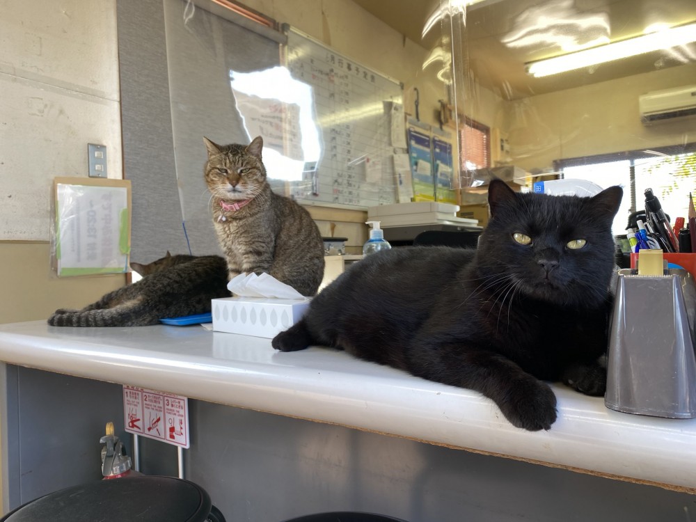 oslcats