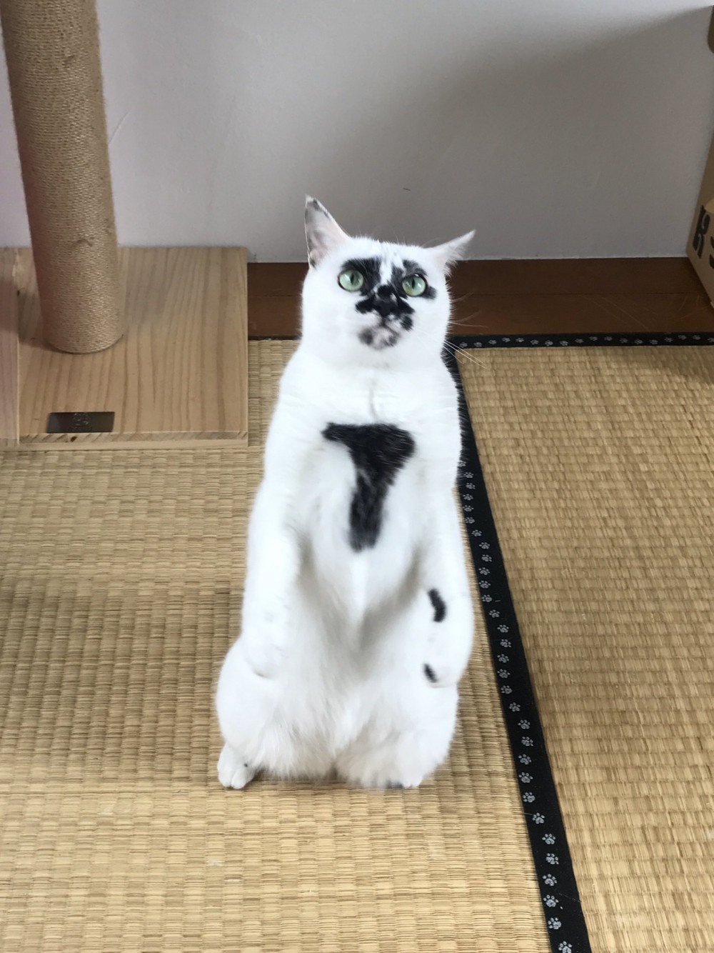 twitter/@muddycat_atami