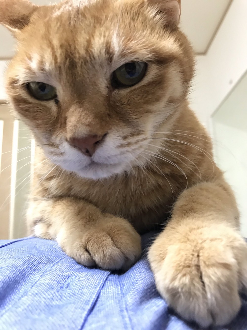 twitter/cybele_nakano