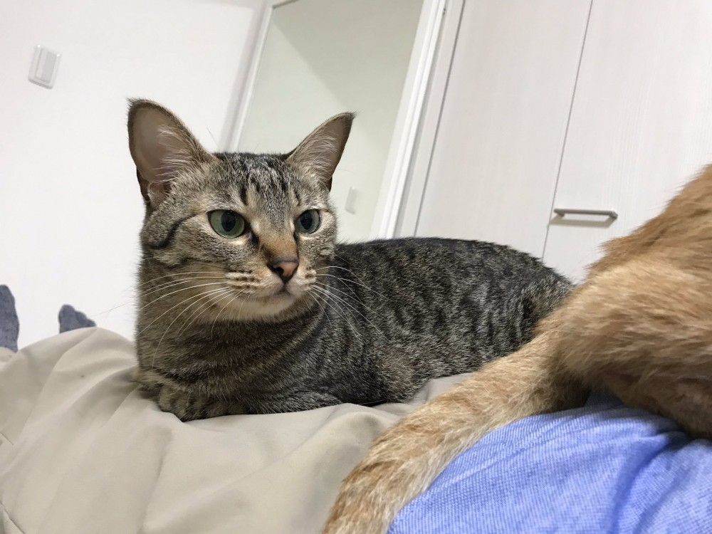 twitter/cybele_nakano