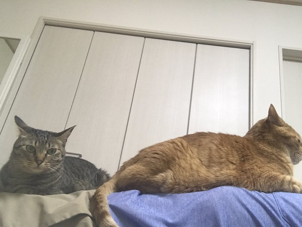 twitter/cybele_nakano