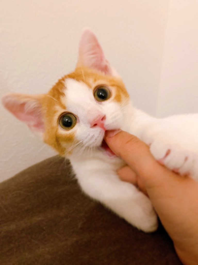 twitter/m____o
