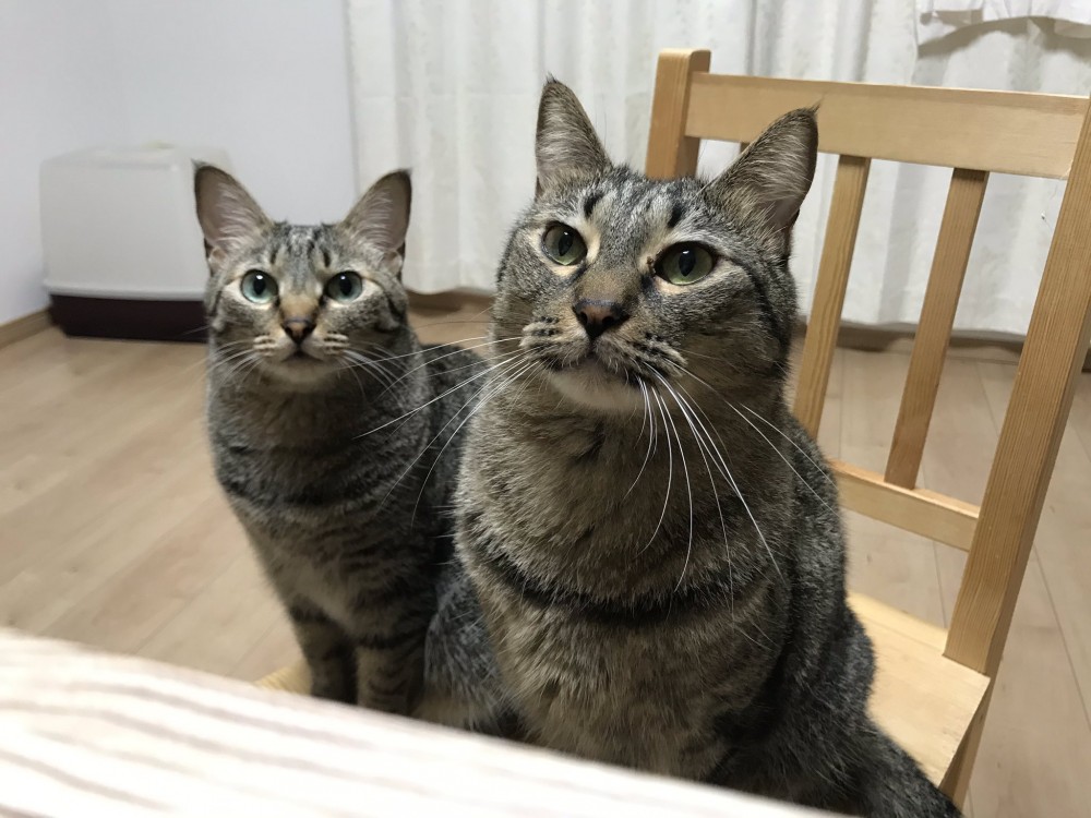 twitter/cybele_nakano