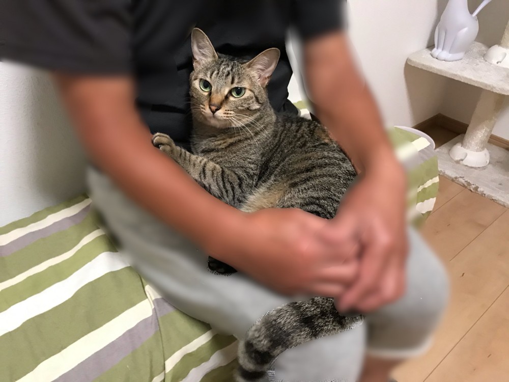 twitter/cybele_nakano