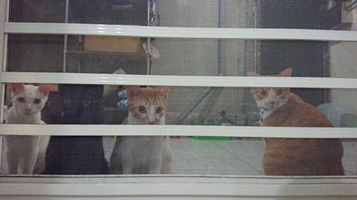 IG/0.7_sevencats