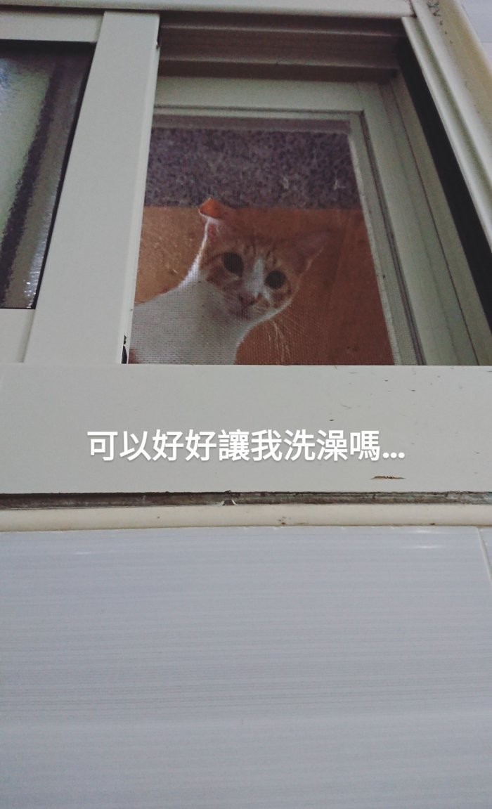 IG/0.7_sevencats