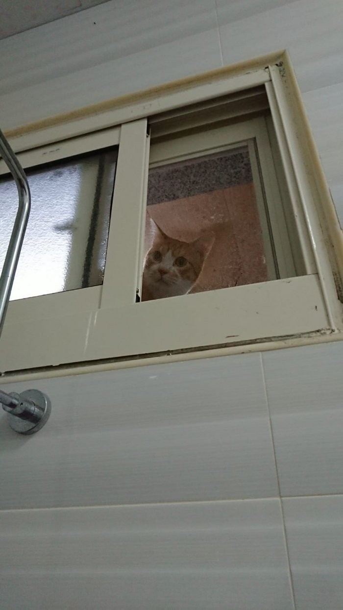 IG/0.7_sevencats