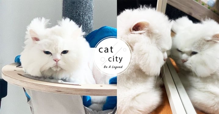 韓國白貓頂著「超酷鰲拜頭」，天生毛量超嚇人　網：多到炸出來！
