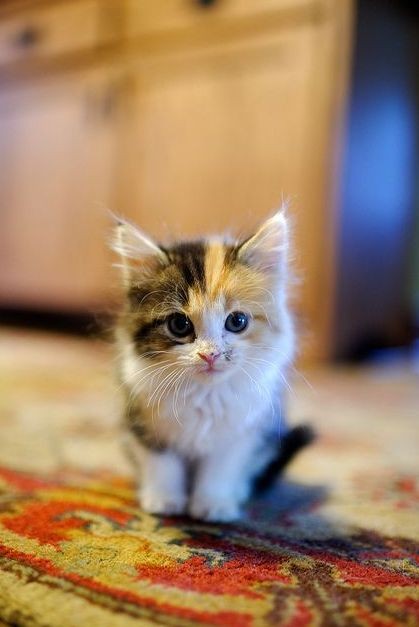 Pinterest